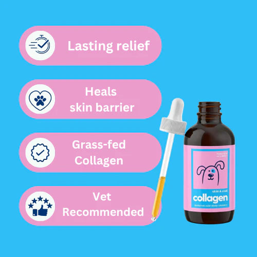 Vet-Recommended Itch Relief Drops